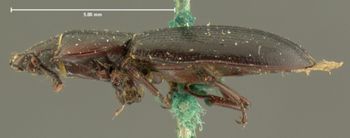 Media type: image;   Entomology 106 Aspect: habitus lateral view